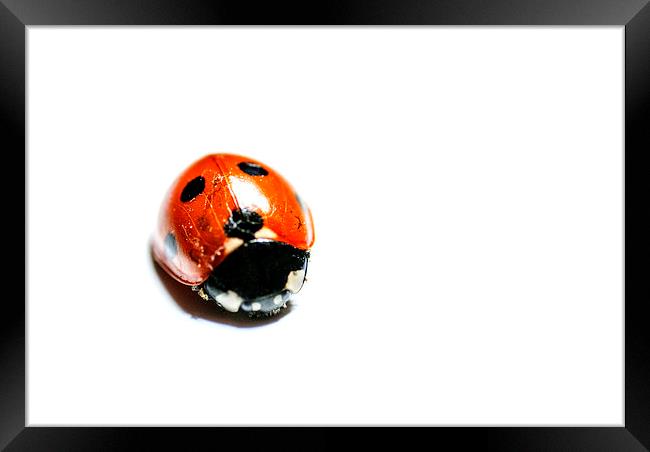 Macro Ladybird Framed Print by Keith Briggs
