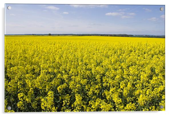 Oil Seed Rape Fields Acrylic by Richard Pinder