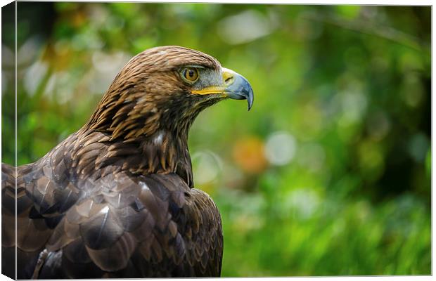 Golden Eagle Portrait Canvas Print by Andy McGarry