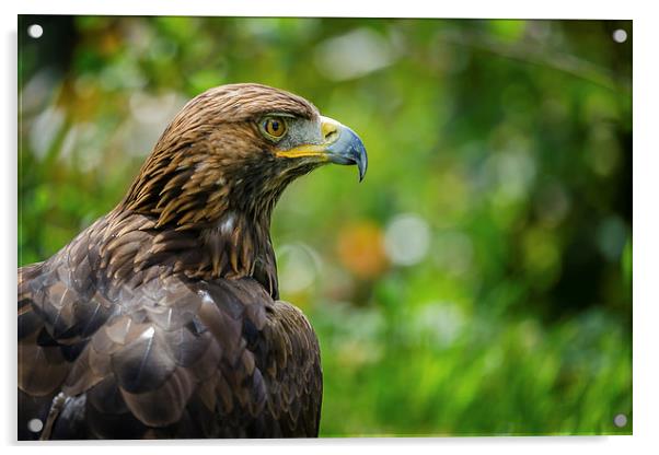 Golden Eagle Portrait Acrylic by Andy McGarry