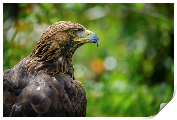 Golden Eagle Portrait Print by Andy McGarry