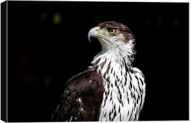 African Hawk Eagle Canvas Print by Andy McGarry