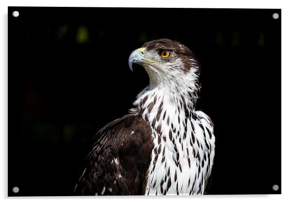African Hawk Eagle Acrylic by Andy McGarry