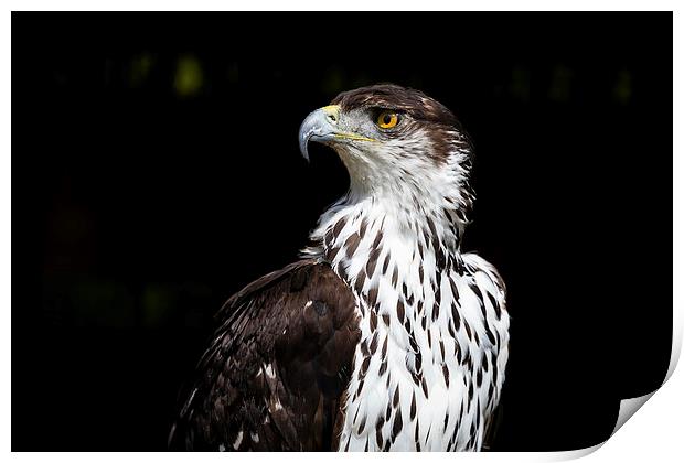 African Hawk Eagle Print by Andy McGarry
