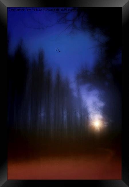 Through The Forest Framed Print by Tom York