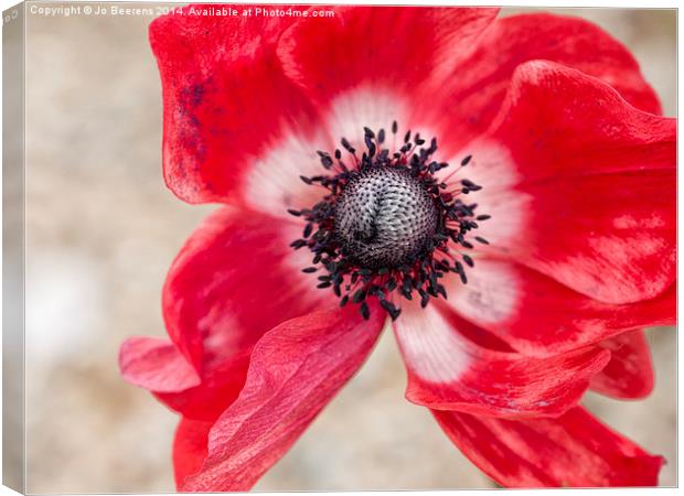 red anemone Canvas Print by Jo Beerens