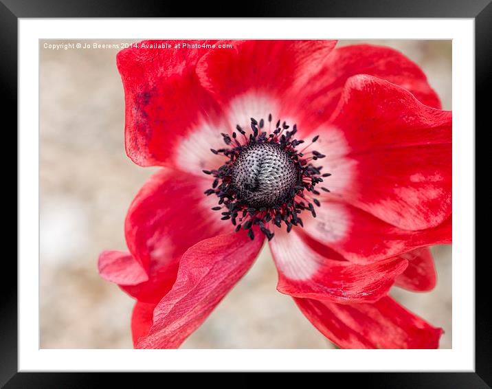 red anemone Framed Mounted Print by Jo Beerens