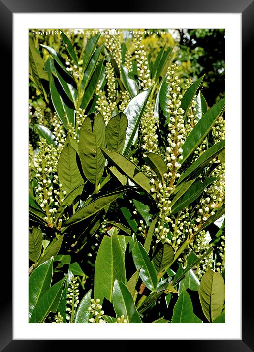 Skimmia japonica Rubella Framed Mounted Print by Frank Irwin