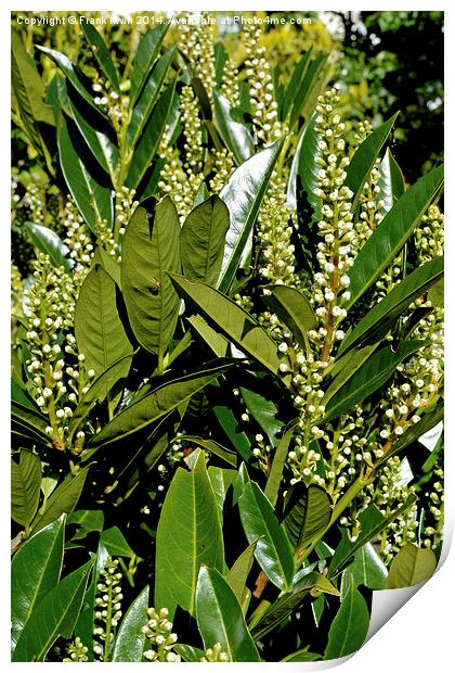 Skimmia japonica Rubella Print by Frank Irwin