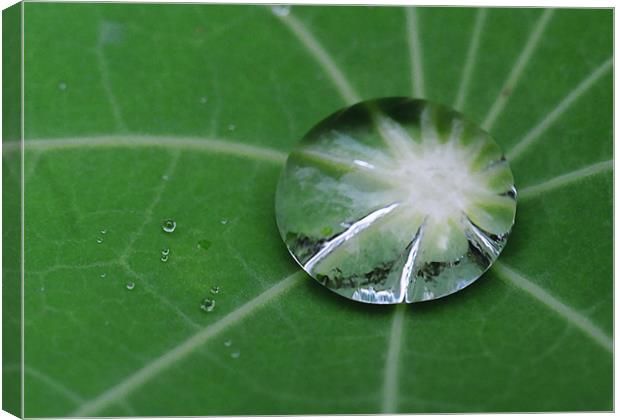 Water droplet on Nasturtium Leaf Canvas Print by Donna-Marie Parsons