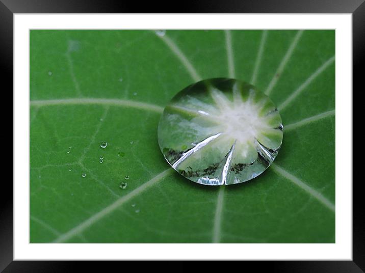 Water droplet on Nasturtium Leaf Framed Mounted Print by Donna-Marie Parsons