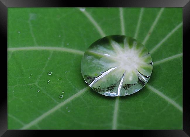 Water droplet on Nasturtium Leaf Framed Print by Donna-Marie Parsons