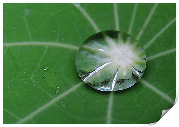 Water droplet on Nasturtium Leaf Print by Donna-Marie Parsons