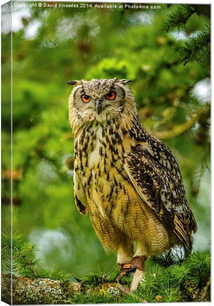 Indian or Bengal Eagle Owl Canvas Print by David Knowles