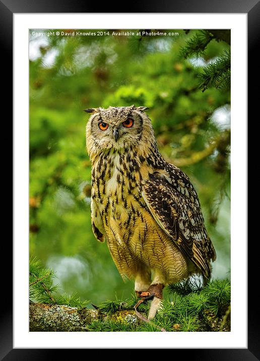 Indian or Bengal Eagle Owl Framed Mounted Print by David Knowles