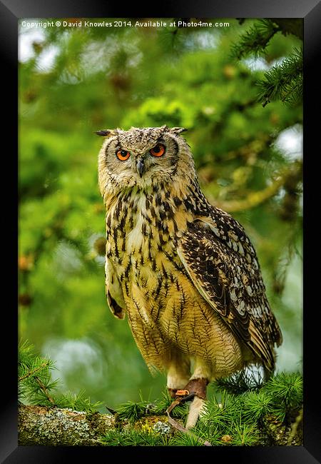 Indian or Bengal Eagle Owl Framed Print by David Knowles