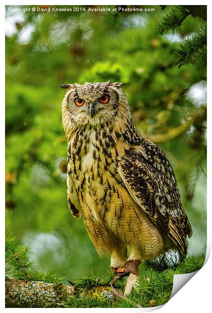 Indian or Bengal Eagle Owl Print by David Knowles