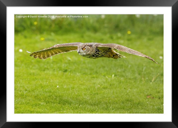 European Eagle Owl Framed Mounted Print by David Knowles