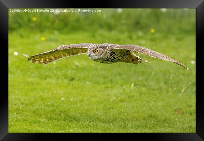 European Eagle Owl Framed Print by David Knowles