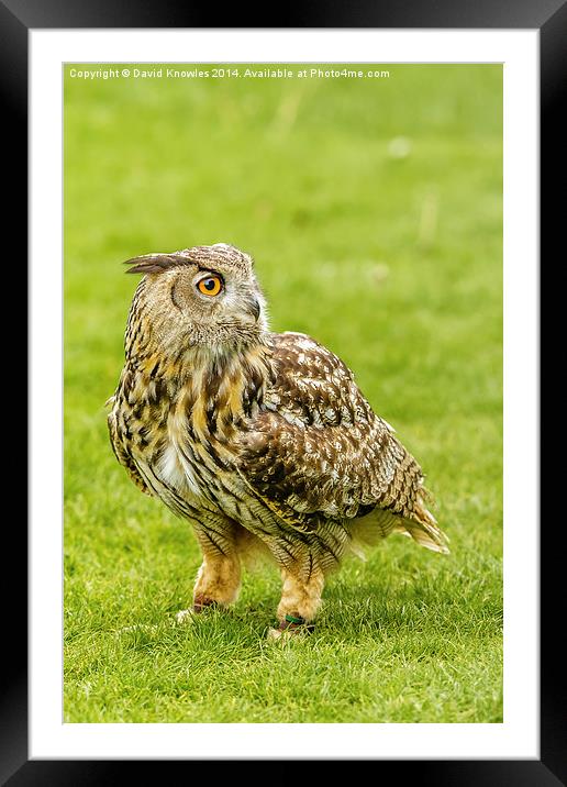 Eagle owl on the grass Framed Mounted Print by David Knowles