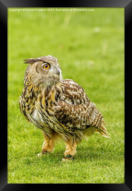 Eagle owl on the grass Framed Print by David Knowles