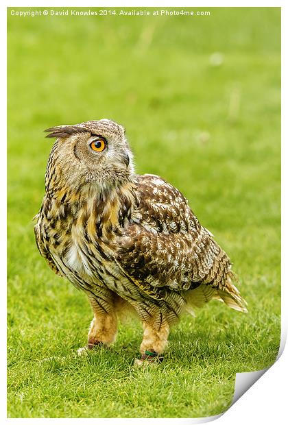 Eagle owl on the grass Print by David Knowles