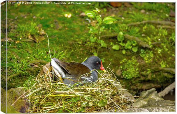 Moorhen on nest Canvas Print by David Knowles