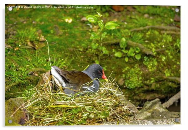 Moorhen on nest Acrylic by David Knowles