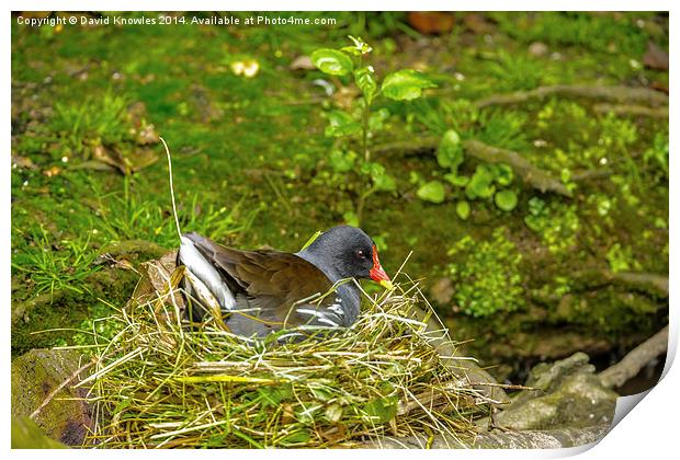 Moorhen on nest Print by David Knowles