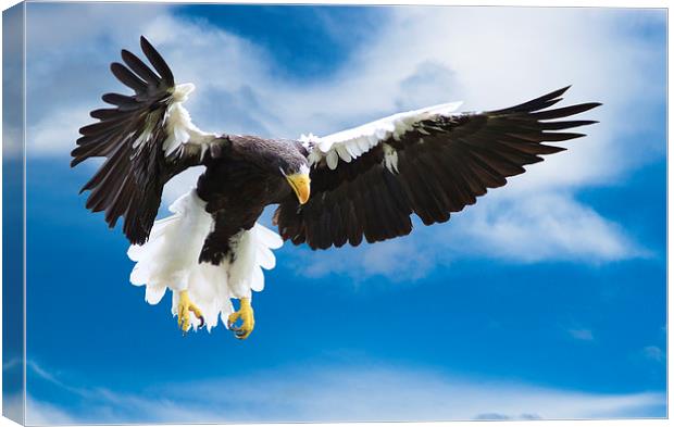 Sea Eagle in Flight Canvas Print by Adrian Searle