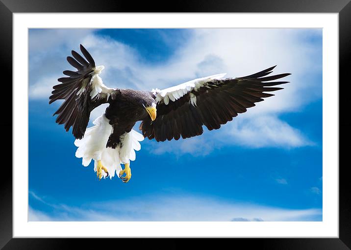 Sea Eagle in Flight Framed Mounted Print by Adrian Searle