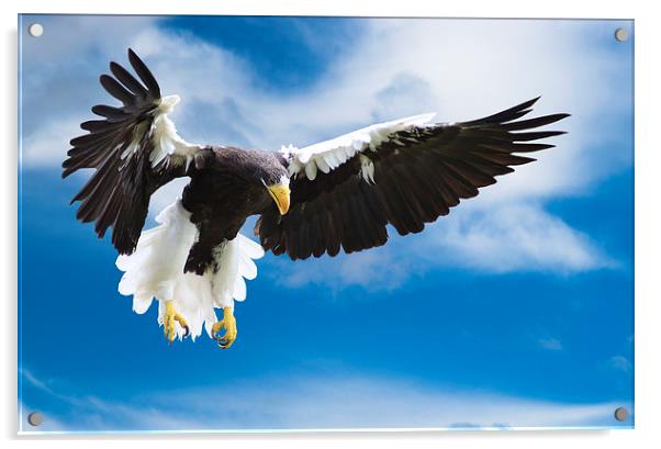 Sea Eagle in Flight Acrylic by Adrian Searle