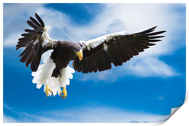 Sea Eagle in Flight Print by Adrian Searle