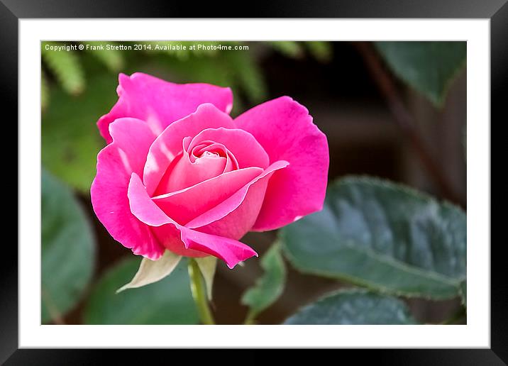Pink Rose Framed Mounted Print by Frank Stretton