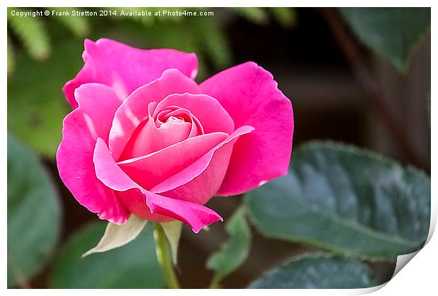 Pink Rose Print by Frank Stretton