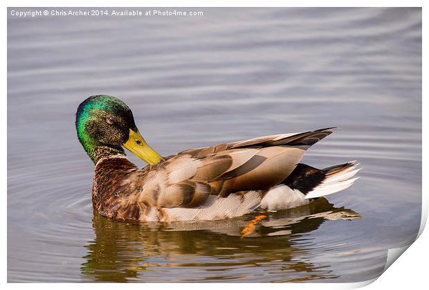 Over-the-Shoulder Preening Drake Print by Chris Archer