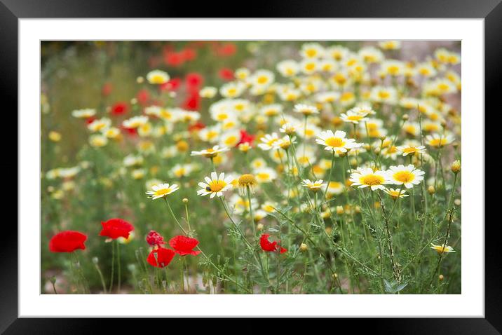 Poppys and Dasies Framed Mounted Print by Rory Trappe