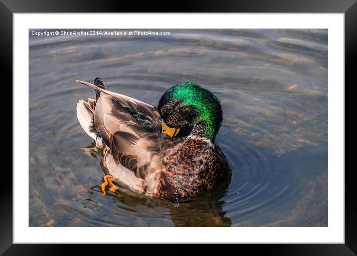 Deep Preen Drake Framed Mounted Print by Chris Archer