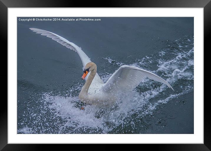 Splash Landing Swan Framed Mounted Print by Chris Archer