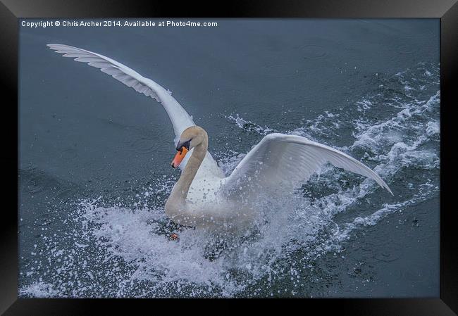 Splash Landing Swan Framed Print by Chris Archer