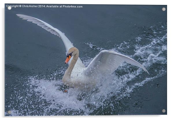 Splash Landing Swan Acrylic by Chris Archer