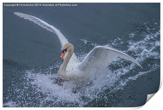 Splash Landing Swan Print by Chris Archer