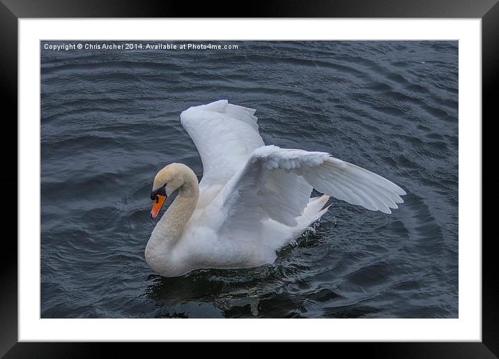 Settling Swan Framed Mounted Print by Chris Archer