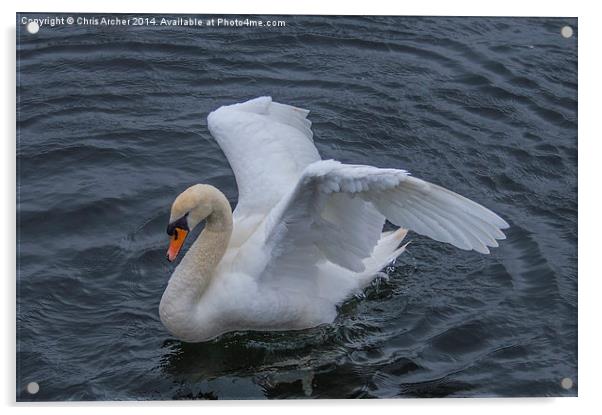 Settling Swan Acrylic by Chris Archer