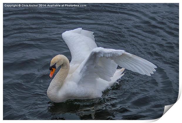 Settling Swan Print by Chris Archer