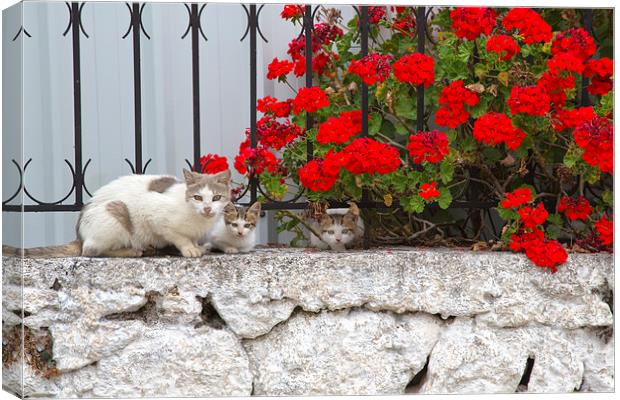 Cats on a wall at Fiskardo Canvas Print by Rory Trappe