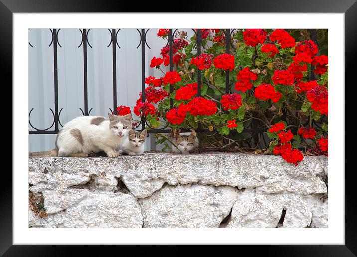 Cats on a wall at Fiskardo Framed Mounted Print by Rory Trappe