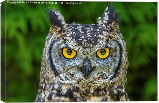African Spotted Eagle Owl Canvas Print by David Knowles