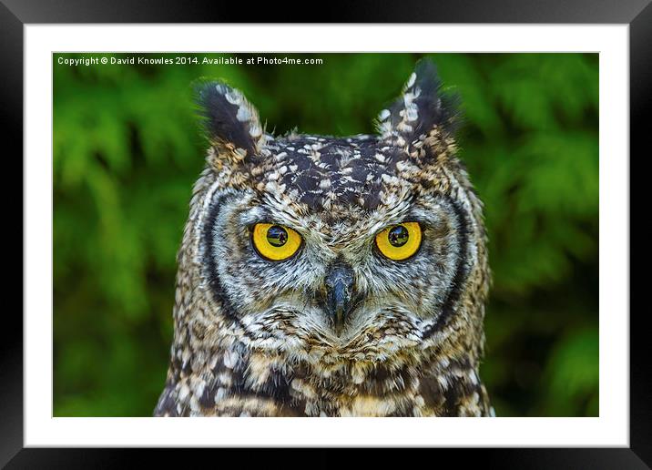 African Spotted Eagle Owl Framed Mounted Print by David Knowles