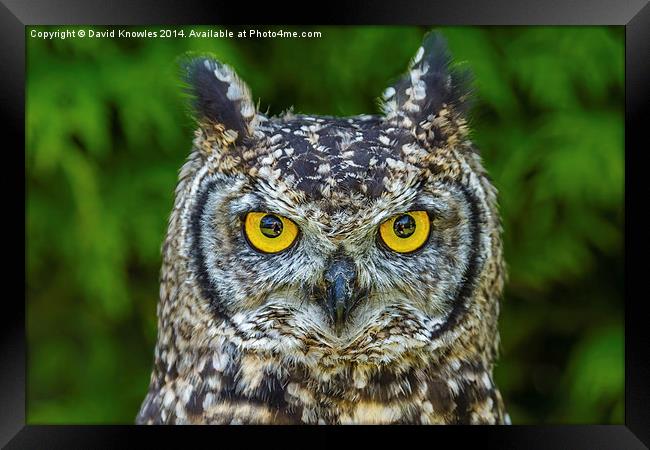 African Spotted Eagle Owl Framed Print by David Knowles